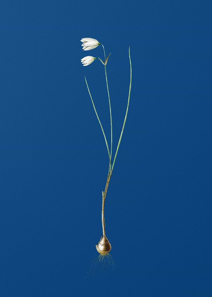 Snowbell on Classic Blue