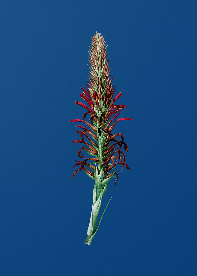 Pitcairnia Latifolia
