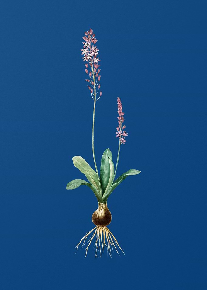 Scilla Obtusifolia