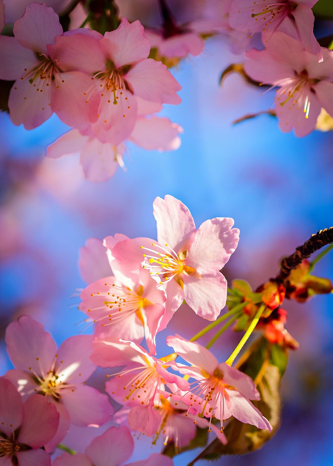 Sunlight On Sakura Flowers