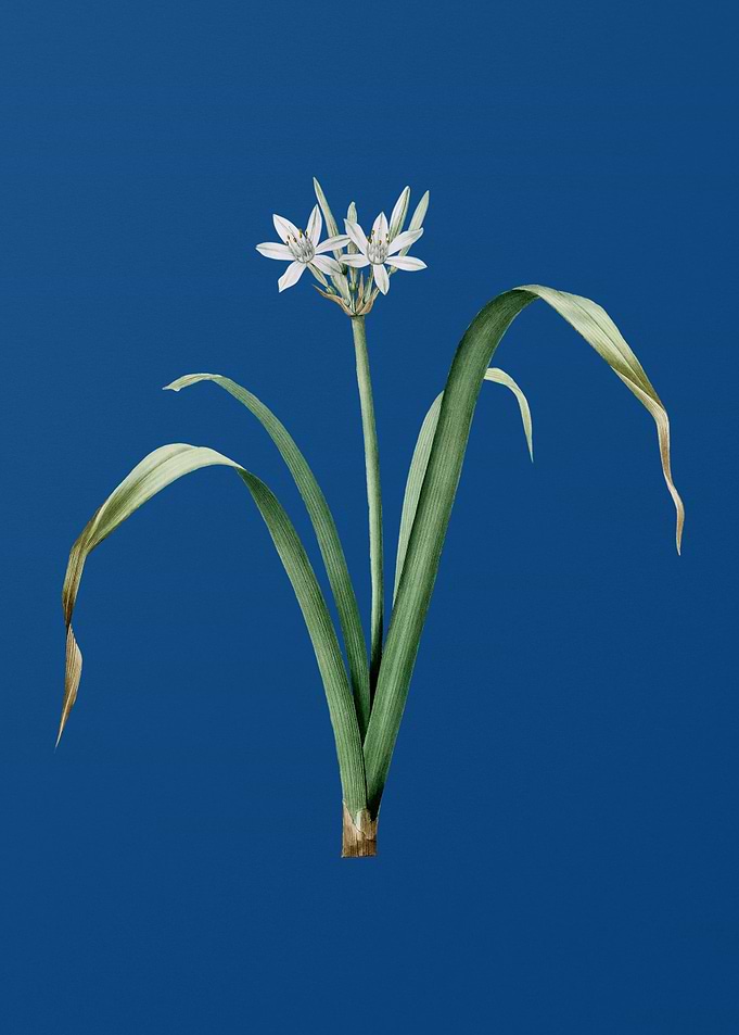 Small Flowered Pancratium