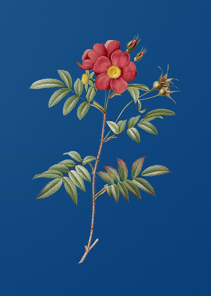 Rosa Redutea Glauca