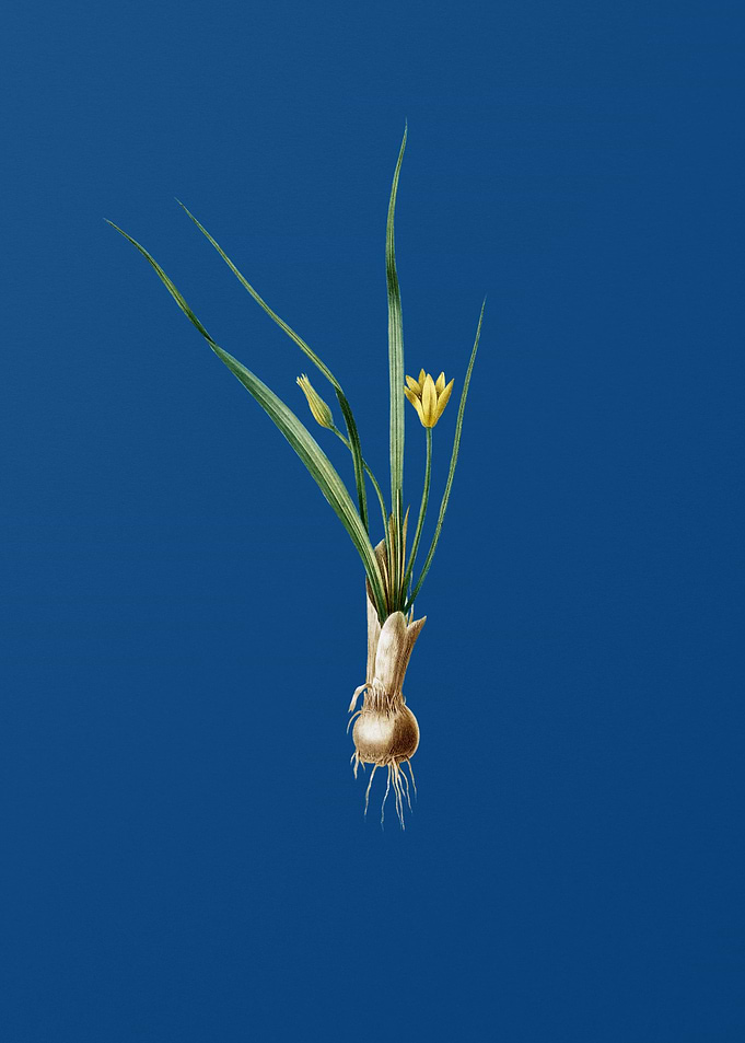 Weevil wort on Blue