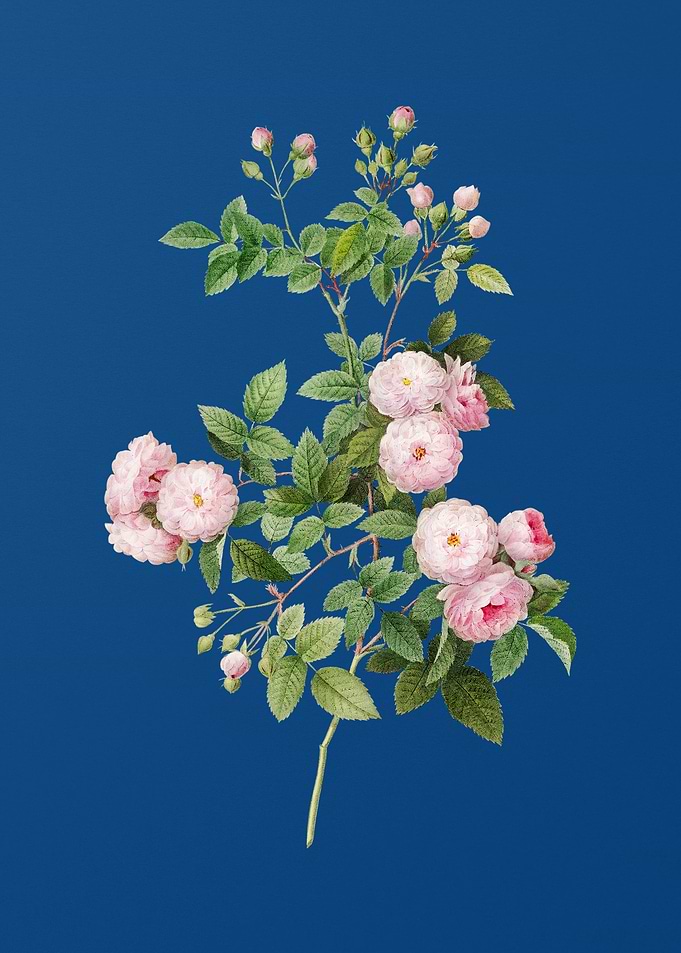 Pink Baby Roses