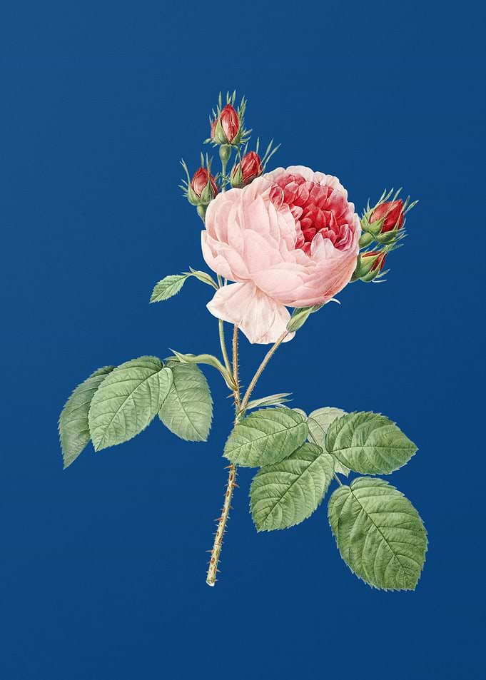 Pink Cabbage Rose