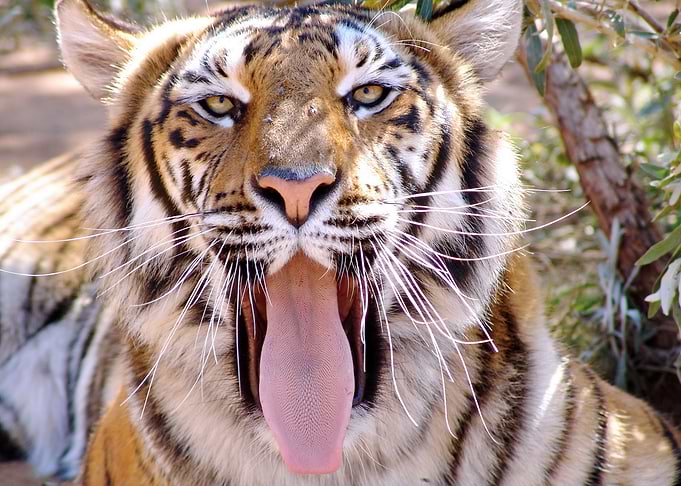 Funny Tiger 1394