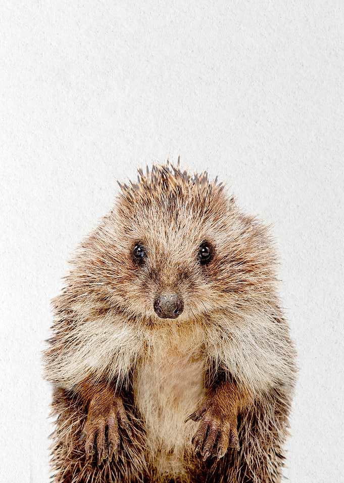 hedgehog baby