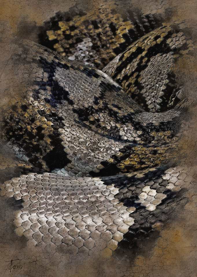 Snakes coils