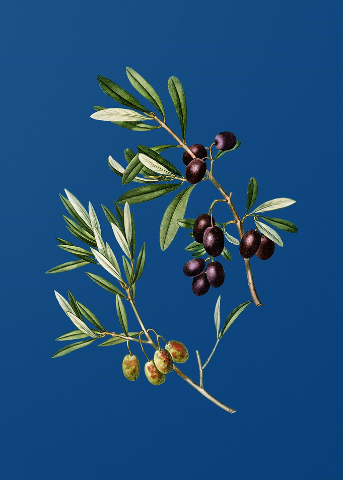 Olive on Classic Blue