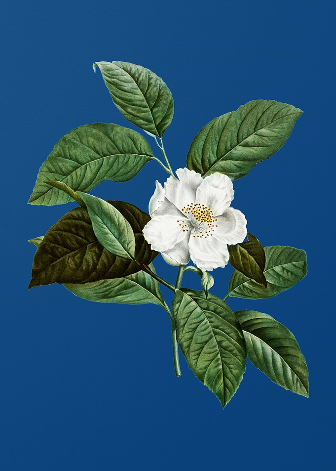 Stewartia Tree