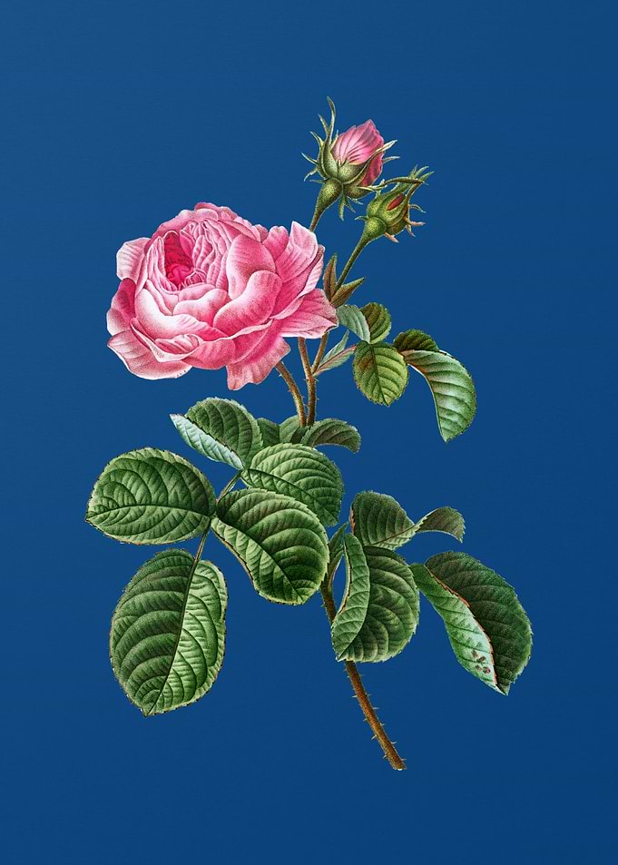 Provence Rose