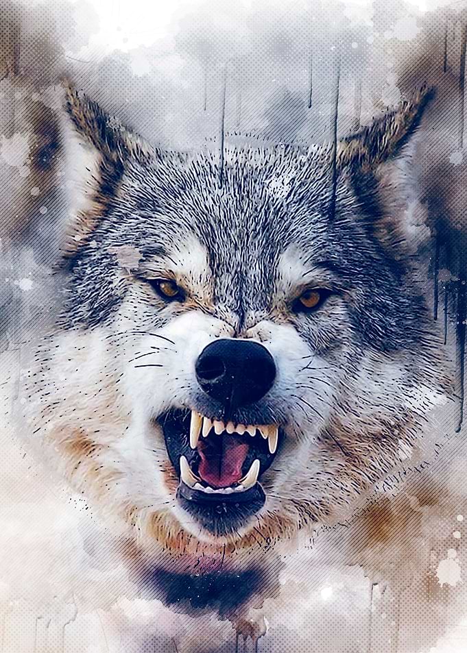 Wolf