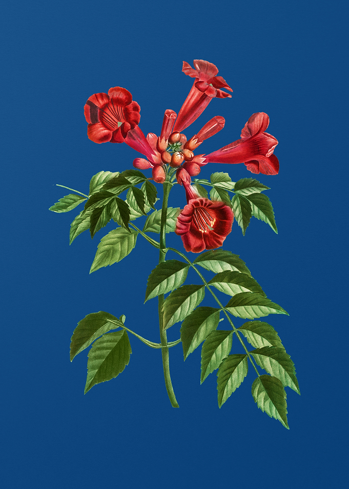 Trumpet Vine