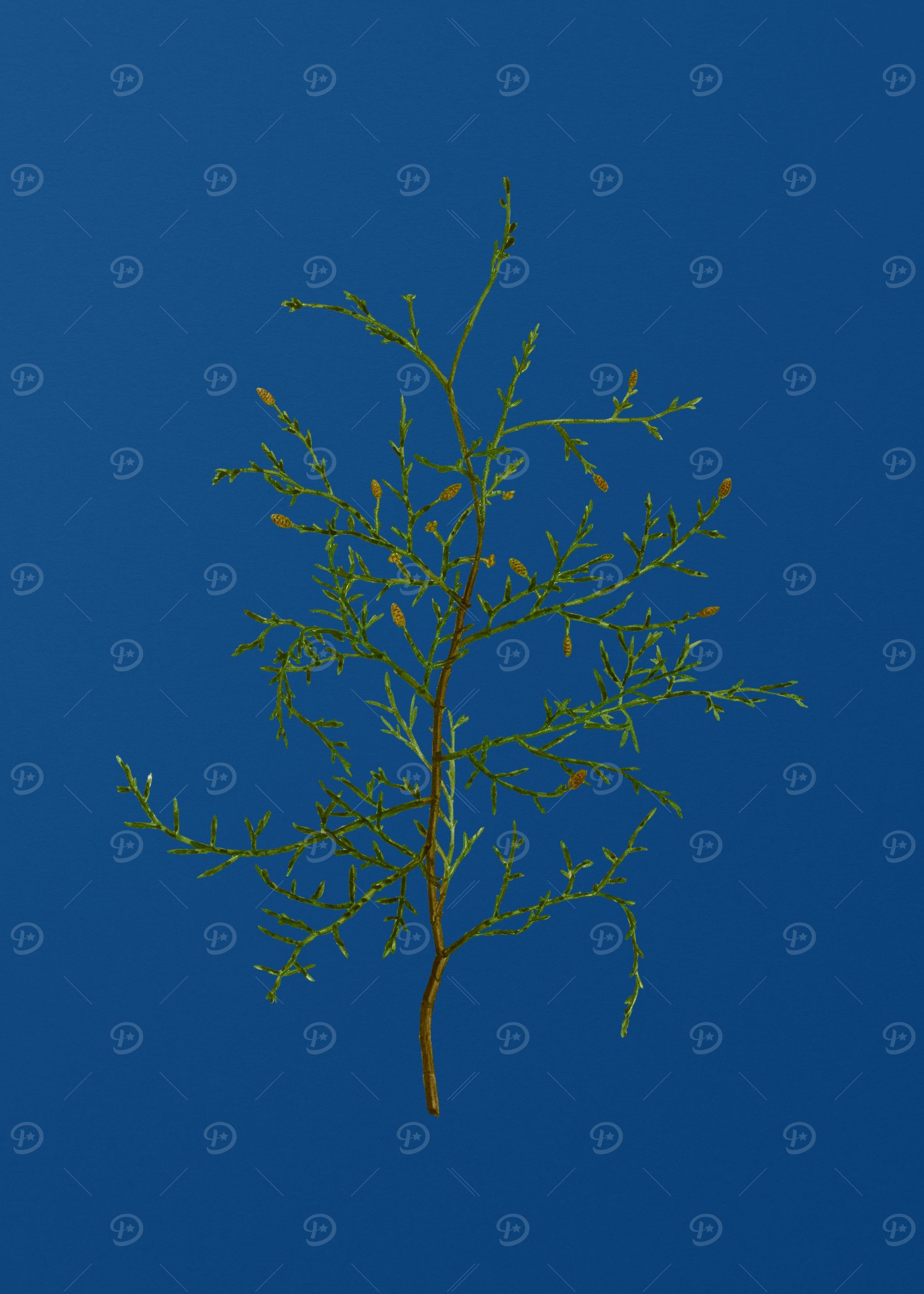 Sictus Tree on Blue