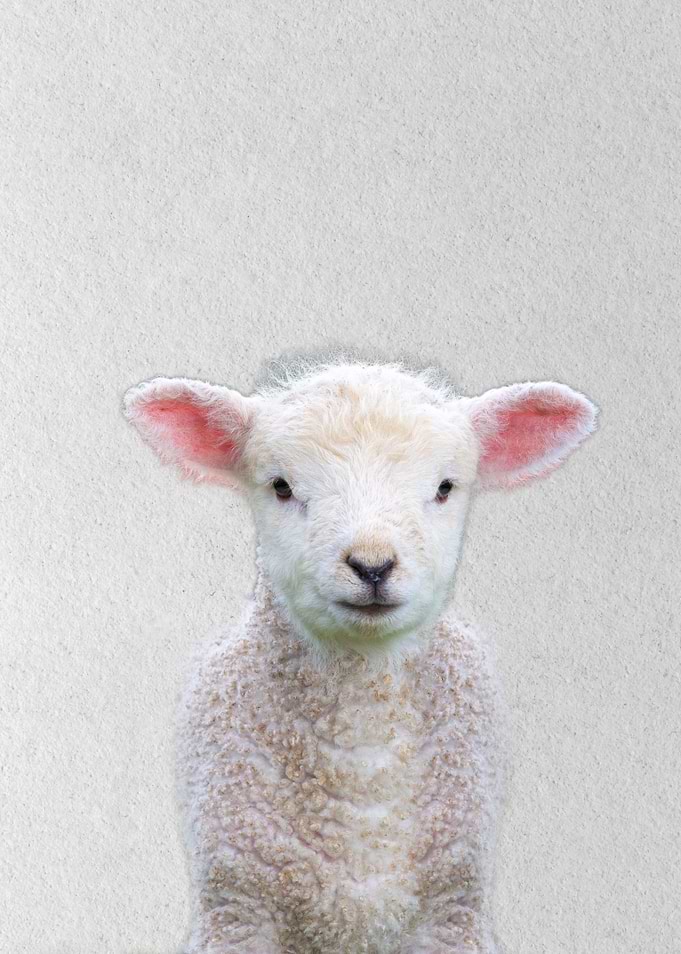 baby sheep