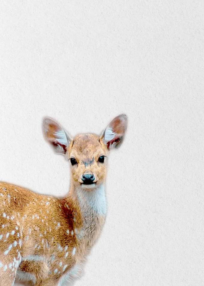 baby deer
