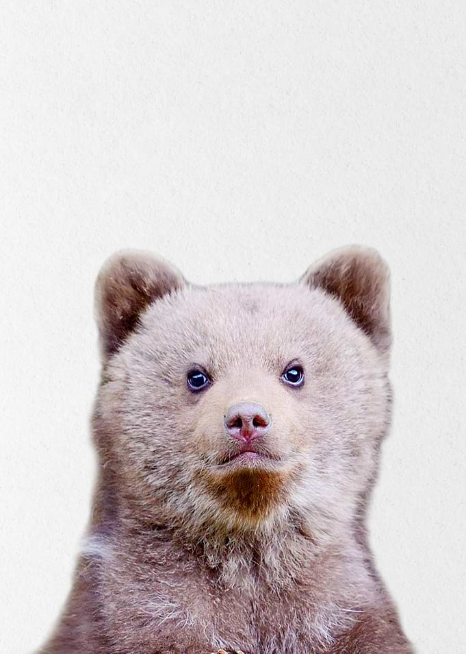 grey bear baby
