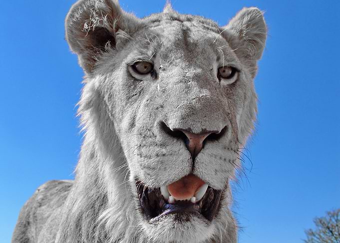 Young Lion Male CK