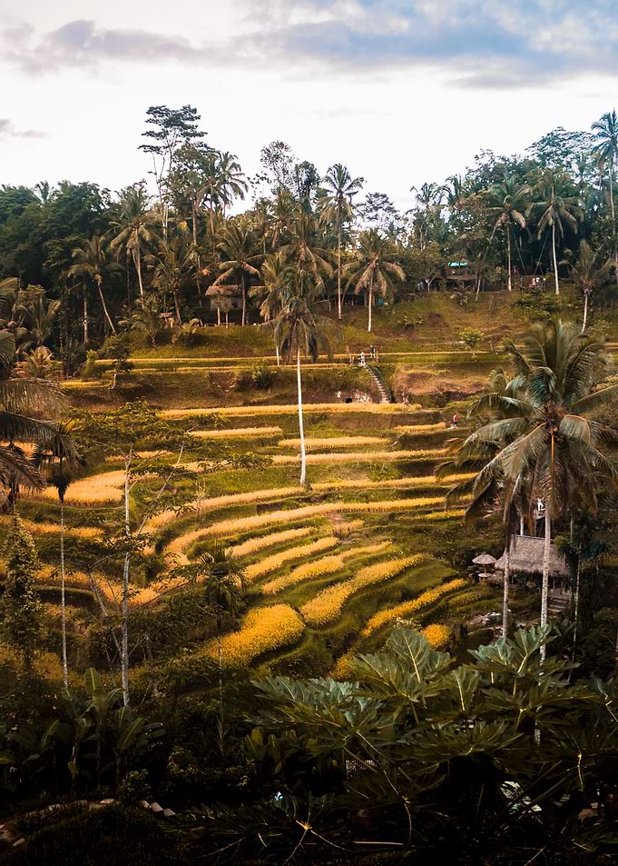 Tegallalang rice terrace