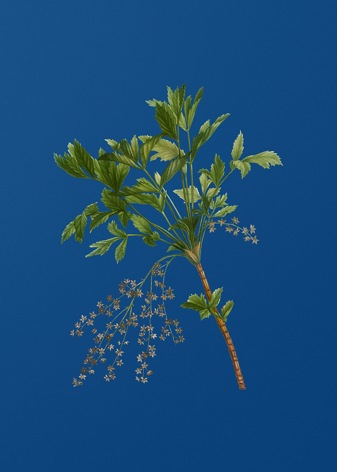 Shrub Yellowroot on Blue
