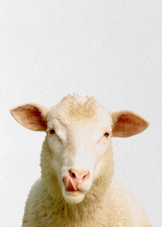 sheep