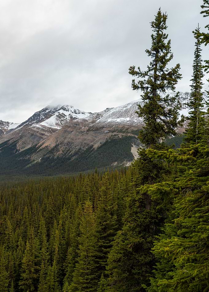 Peyto Valley C