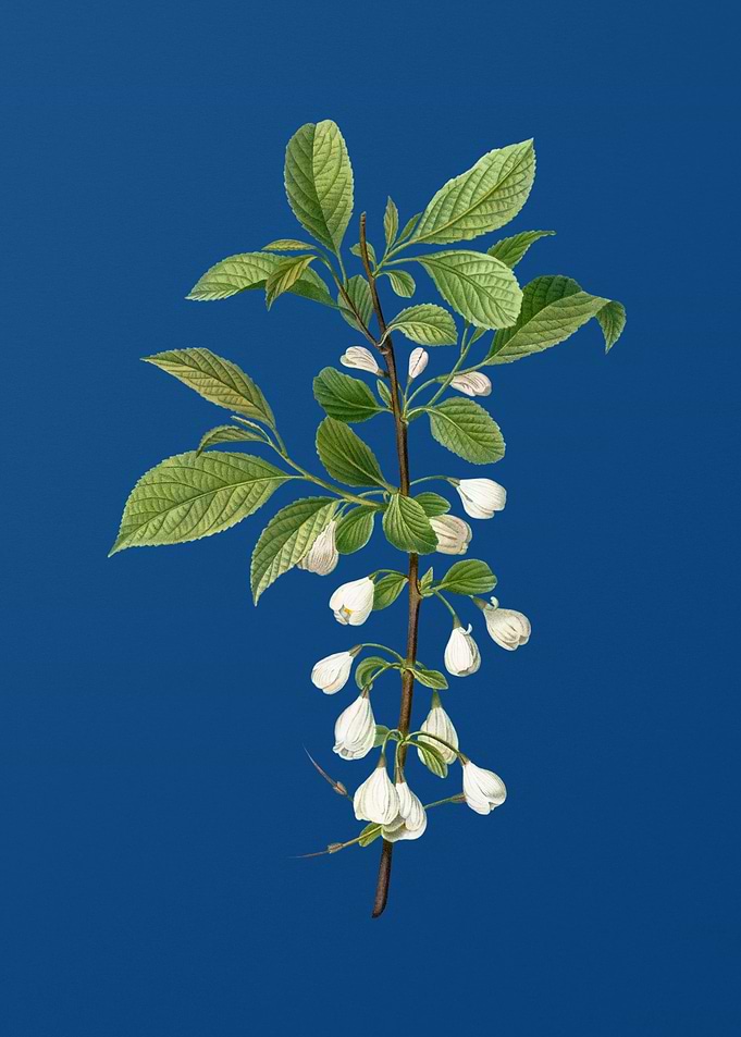 Mountain Silverbell