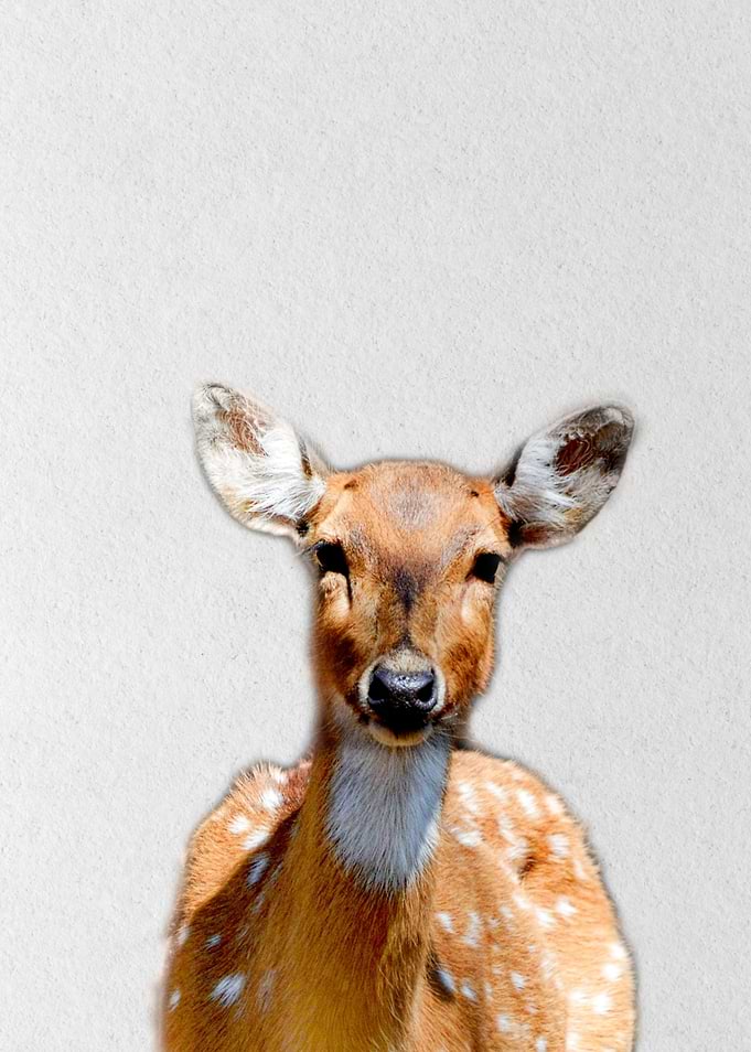 mountain deer