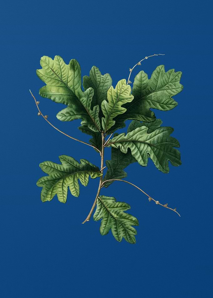 English Oak on Blue