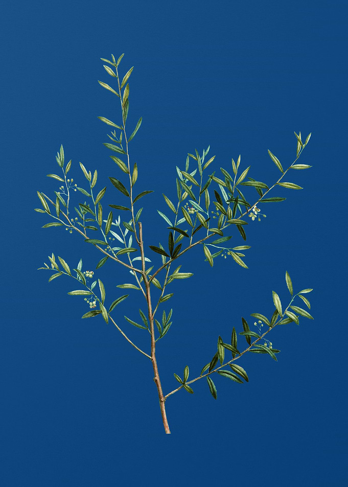 Myrtle Dahoon Branch