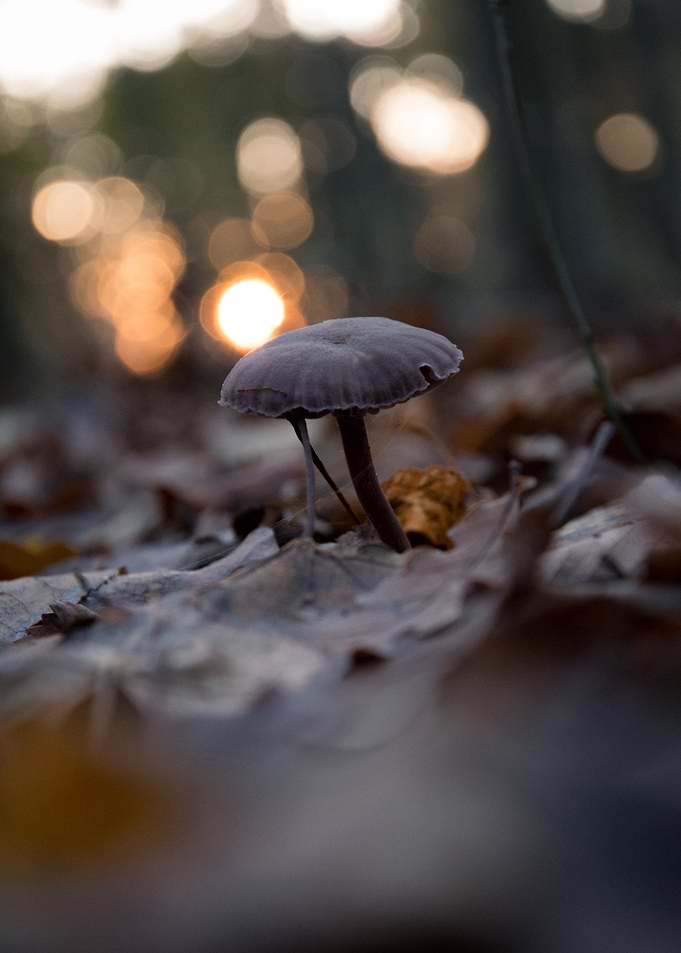 Golden Hour Fungus
