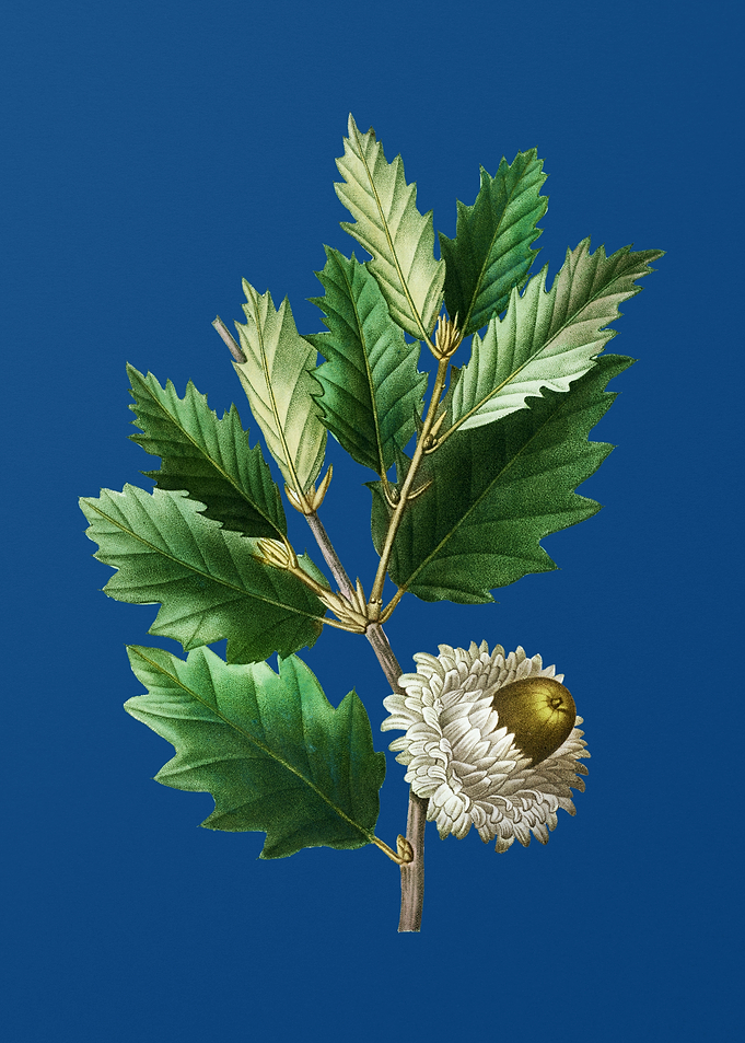 Valonia Oak