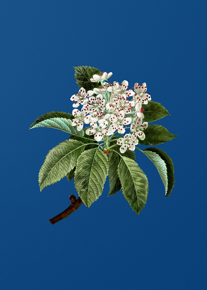 Shipova Flowers on Blue