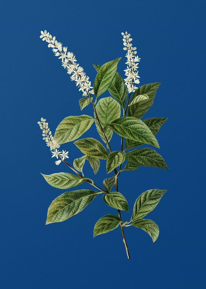 Virginia Sweetspire