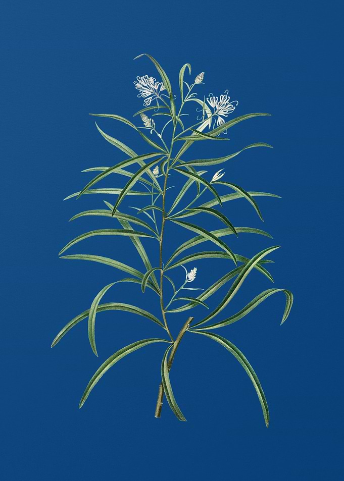 Narrow Leaf Spider Flower