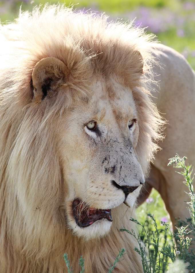 White Lion Male 7930