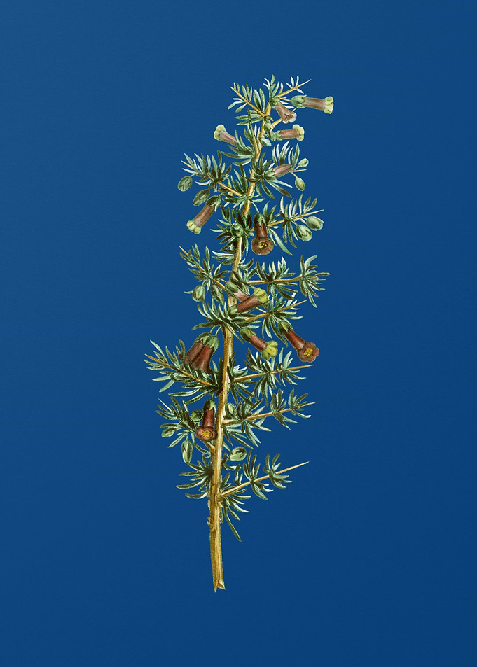 Kraal Honey Thorn