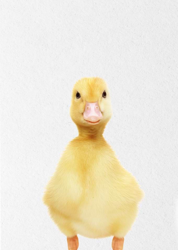 duckling baby