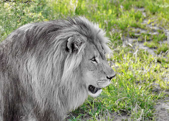 Lion Male 2455 CK