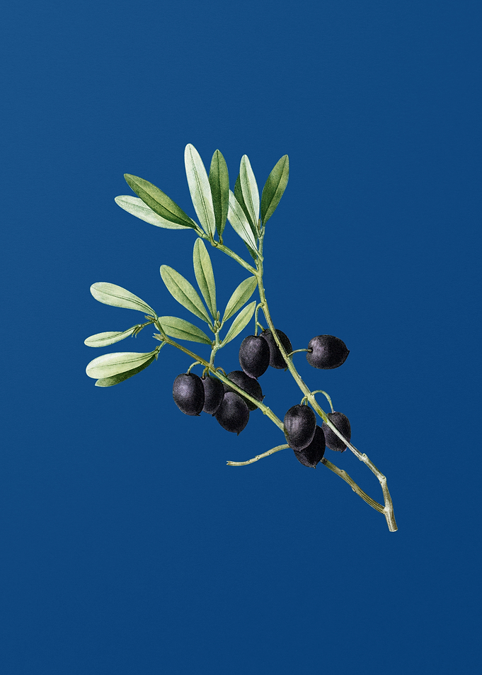 Olive Tree Branch on Blue