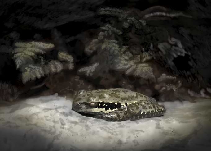 Frog