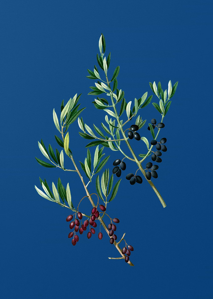 Wild Olive