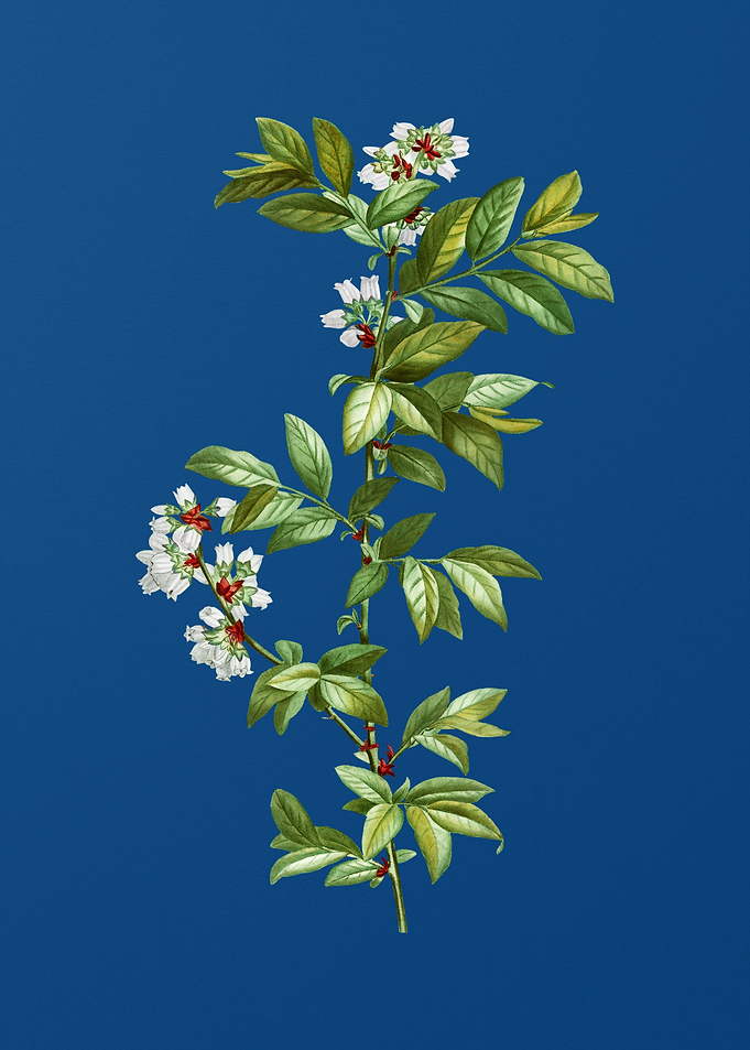Rabbit Eye Blueberry