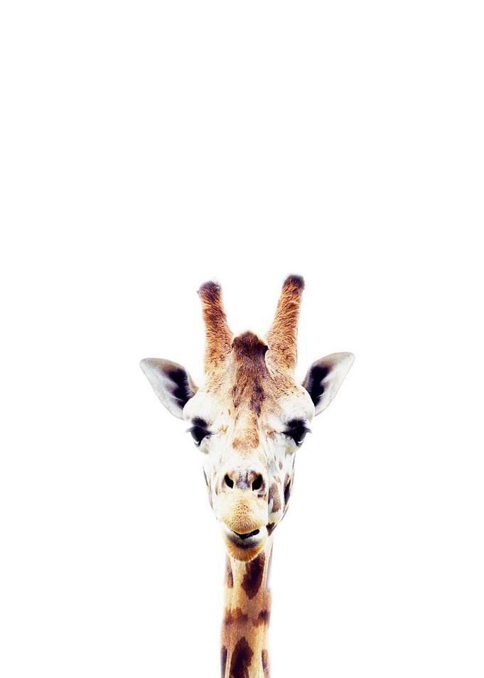 giraffe baby