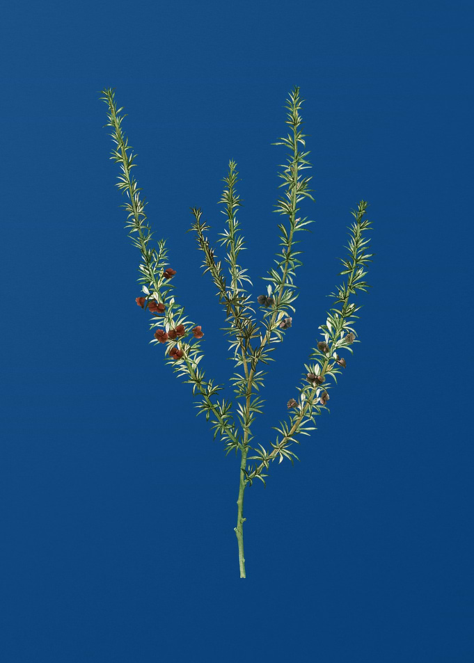 Tortoise Berry on Blue