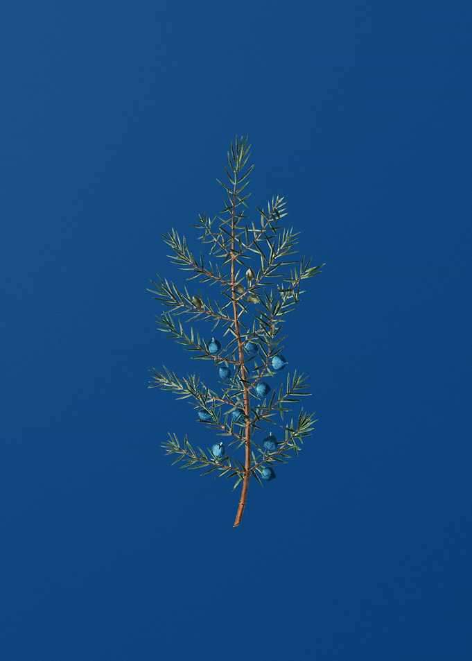 Common Juniper on Blue