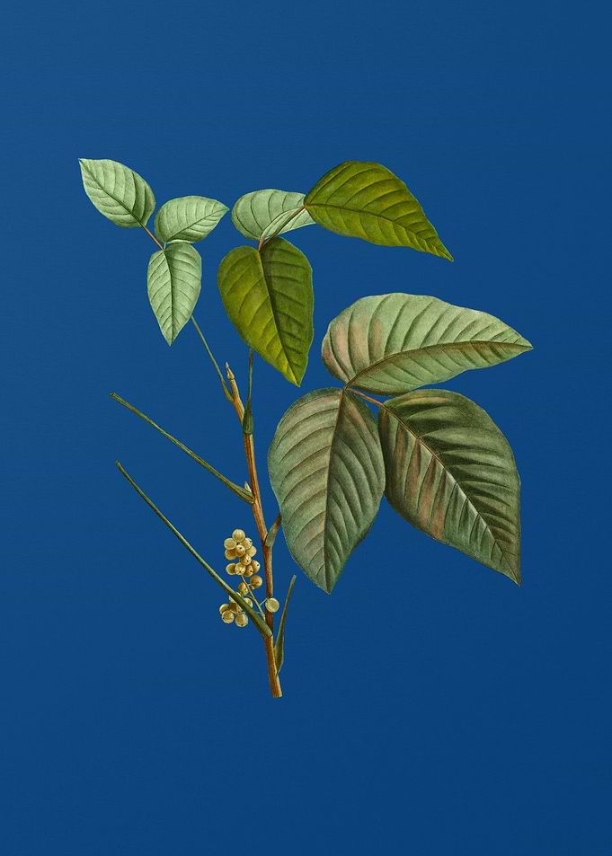Eastern Poison Ivy on Blue