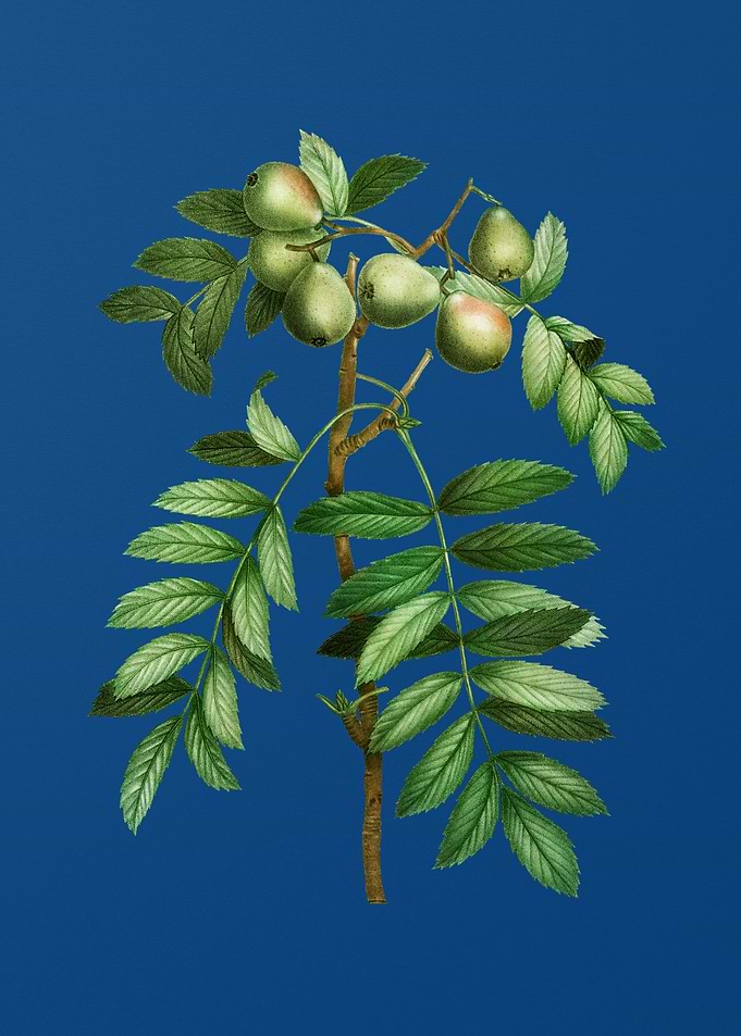 Service Tree on Blue
