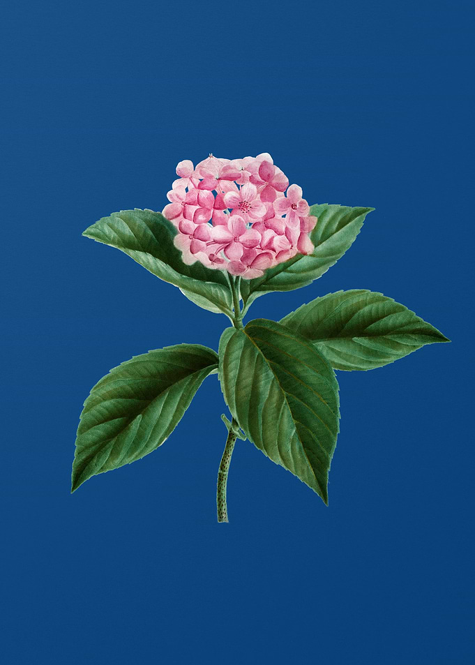 French Hydrangea