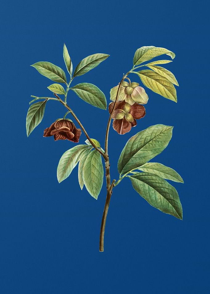 Papaw Tree Branch on Blue